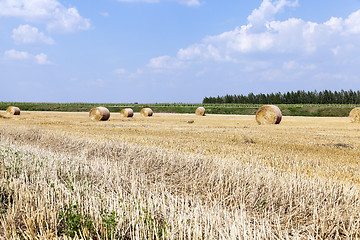 Image showing agricultural field with cereal