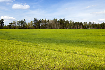 Image showing wheat field in spring