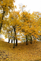 Image showing autumn in the park