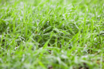 Image showing young grass plants, close-up