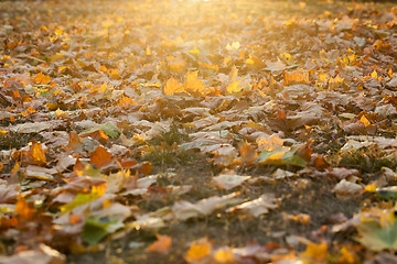 Image showing autumn in the park