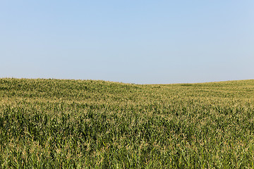 Image showing Field of green corn