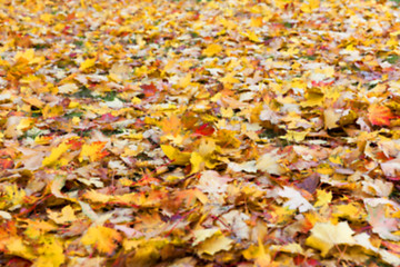 Image showing autumn in the park