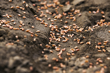 Image showing plowed land for cereal