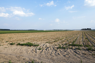 Image showing Harvesting onion field