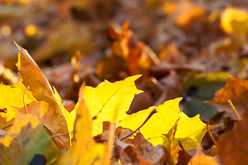 Image showing autumn in the park