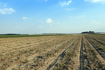 Image showing Harvesting onion field