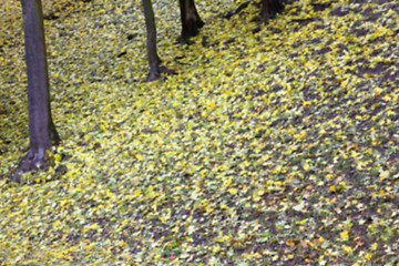 Image showing autumn in the park