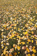 Image showing foliage on grass, autumn