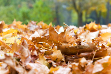 Image showing autumn in the park