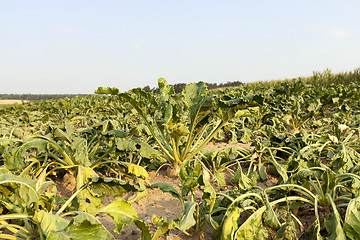 Image showing sluggish sugar beet