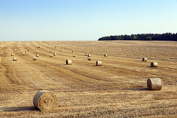 Image showing field of wheat