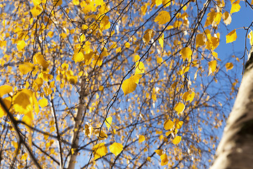 Image showing yellow foliage, autumn