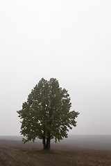 Image showing tree in the field, autumn