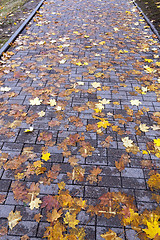Image showing leaves on the sidewalk, autumn
