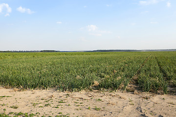 Image showing field with green onions