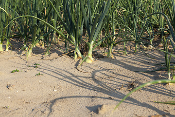 Image showing field with green onions