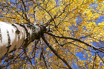 Image showing birch tree in autumn