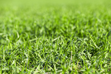 Image showing young grass plants, close-up