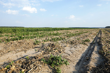 Image showing Harvesting onion field