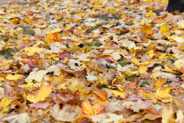 Image showing autumn in the park