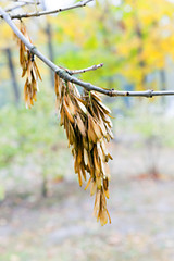 Image showing autumn in the park