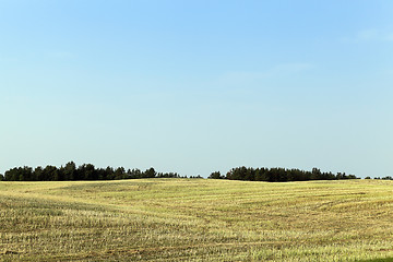 Image showing field of wheat