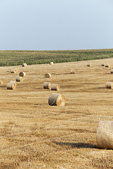 Image showing cereal farming field