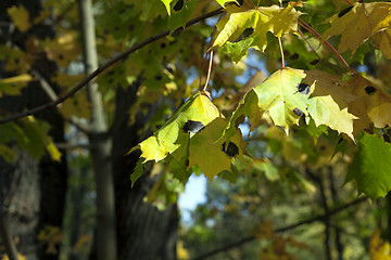 Image showing autumn in the park