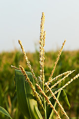 Image showing green corn in the field