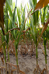 Image showing Green immature corn