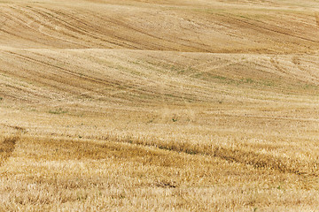 Image showing Field after harvest