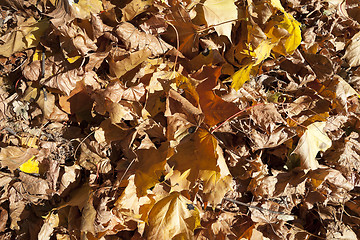 Image showing autumn in the park