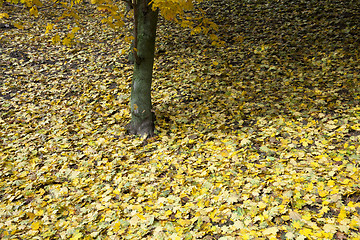 Image showing autumn in the park