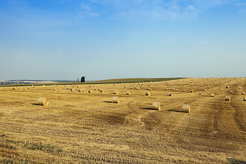 Image showing wheat field after harvest