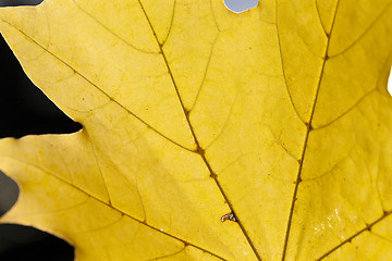 Image showing yellowed maple leaves