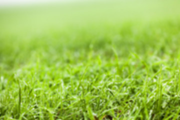 Image showing young grass plants, close-up