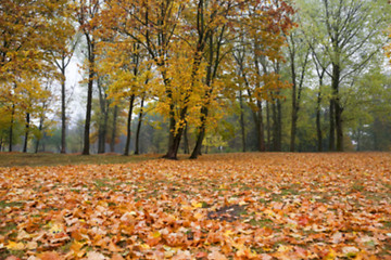 Image showing autumn in the park