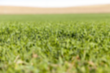 Image showing young grass plants, close-up