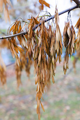 Image showing autumn in the park