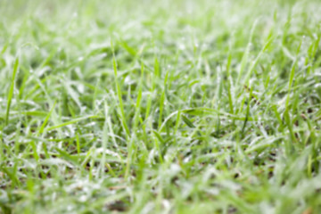 Image showing young grass plants, close-up