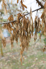 Image showing maple seeds fall