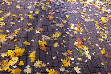 Image showing autumn in the park