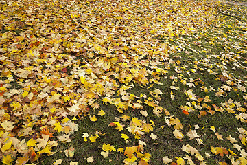 Image showing foliage on grass, autumn