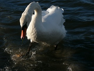 Image showing Swan