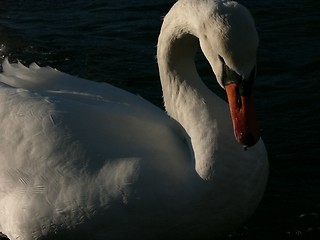 Image showing Swan