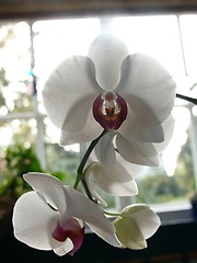 Image showing Orchid