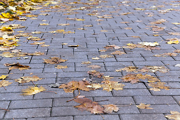 Image showing leaves on the sidewalk, autumn