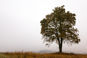 Image showing tree in the field, autumn