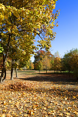 Image showing autumn in the park